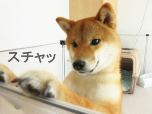 柴犬コマリ　スタンバイ