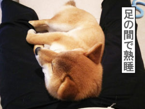 柴犬コマリ　反抗期終了