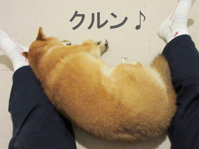 柴犬コマリ　ベーグル