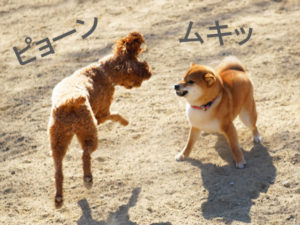柴犬コマリ　ドッグラン