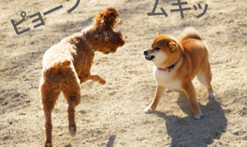 柴犬コマリ　ドッグラン