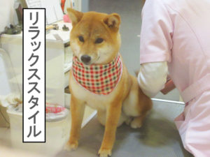 柴犬コマリ　シャンプー