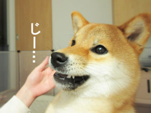 柴犬コマリ　反抗期