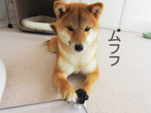 柴犬コマリ　ペットフェンス