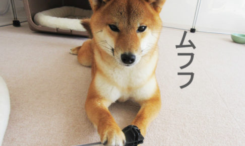 柴犬コマリ　ペットフェンス