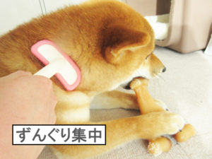 柴犬コマリ　ブラッシング