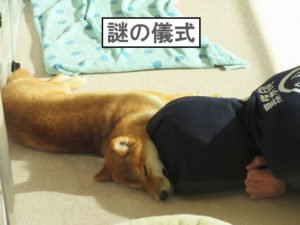 柴犬コマリ　謎の儀式