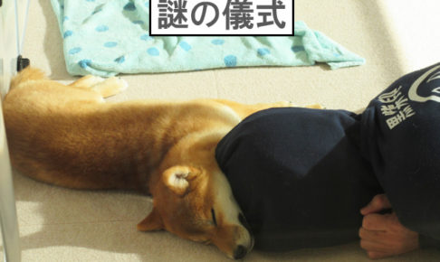 柴犬コマリ　謎の儀式