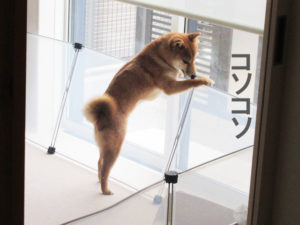 柴犬コマリ　ペットフェンス