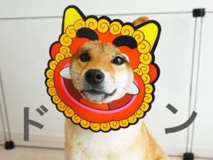 柴犬コマリ　フュージョン