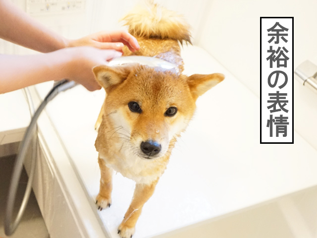 柴犬コマリ　自宅シャンプー