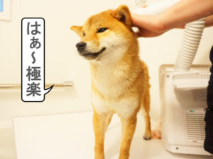 柴犬コマリ　ドライヤー