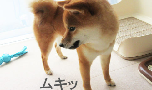 柴犬コマリ　ムキッ歯