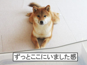 柴犬コマリ　モニタリング