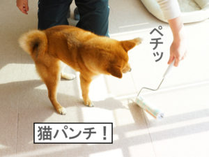 柴犬コマリ　猫パンチ