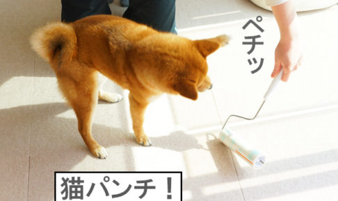 柴犬コマリ　猫パンチ