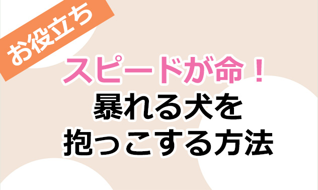 柴犬コマリ　抱っこ