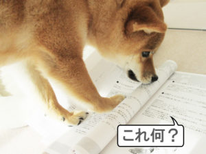 柴犬コマリ　犬資格