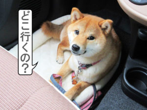 柴犬コマリ　犬の学校