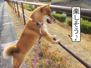 柴犬コマリ　夕方散歩