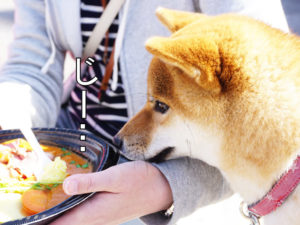 柴犬コマリ　わんだらけ