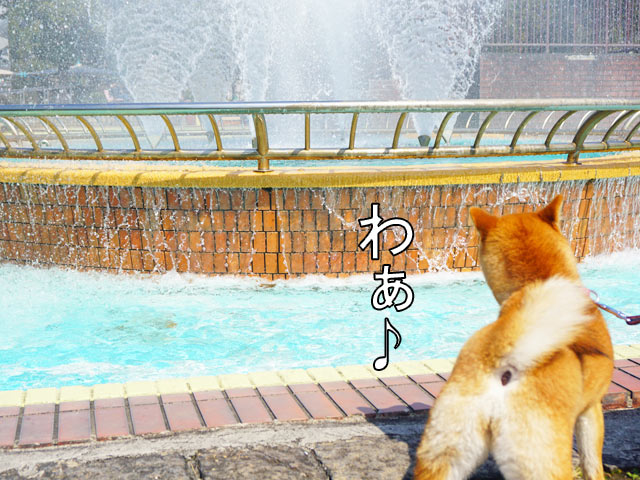 柴犬コマリ　噴水