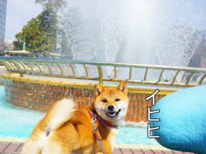 柴犬コマリ　噴水
