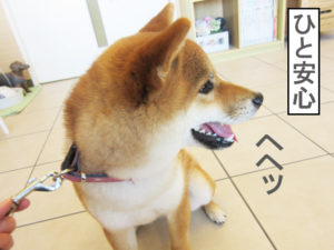 柴犬コマリ　動物病院