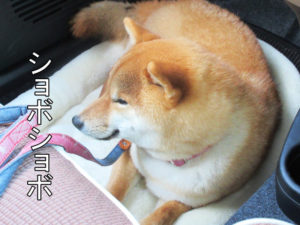 柴犬コマリ　犬の学校