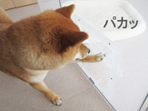 柴犬コマリ　ペットフェンス
