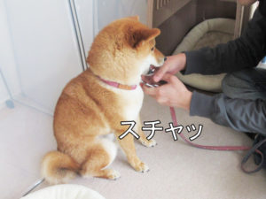 柴犬コマリ　リード