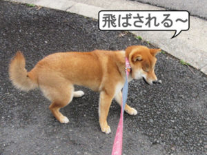 柴犬コマリ　強風