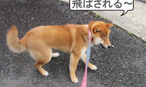 柴犬コマリ　強風