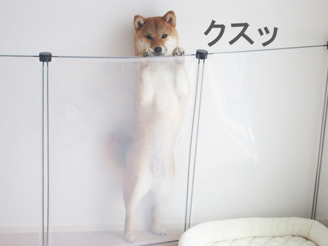 柴犬コマリ　犬用フェンス