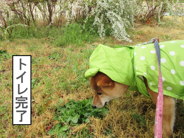 柴犬コマリ　雨散歩