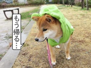 柴犬コマリ　レインコート