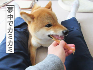 柴犬コマリ　アキレス