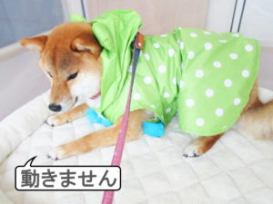 柴犬コマリ　カッパ