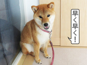 柴犬コマリ　犬の学校