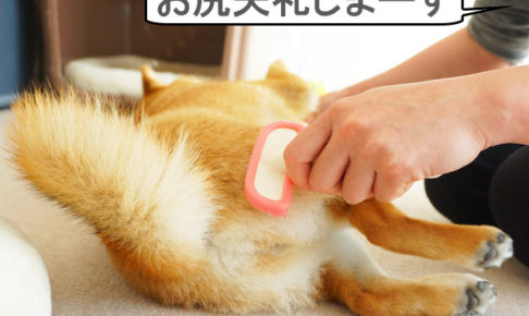 柴犬コマリ　換毛期