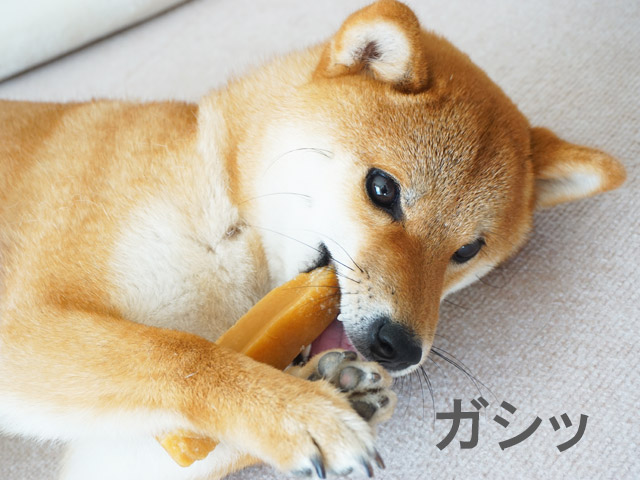 柴犬コマリ　ヒマラヤチーズ