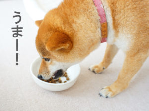 柴犬コマリ　ドッグフード