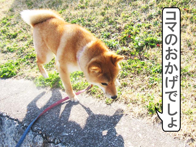 柴犬コマリ　春散歩