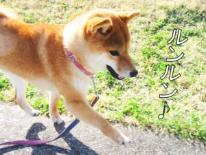柴犬コマリ　春散歩
