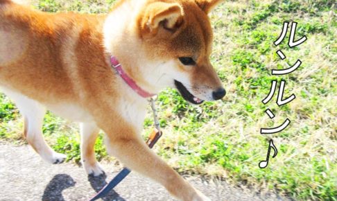 柴犬コマリ　春散歩