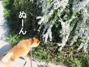 柴犬コマリ　雪柳