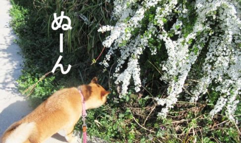 柴犬コマリ　雪柳