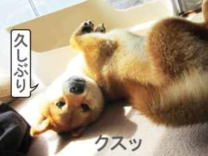 柴犬コマリ　お昼寝