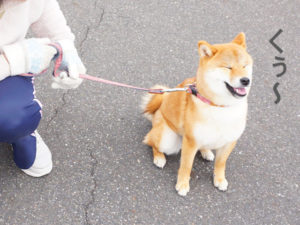 柴犬コマリ　オスワリ