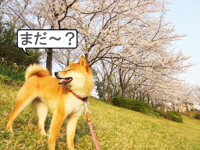 柴犬コマリ　桜並木